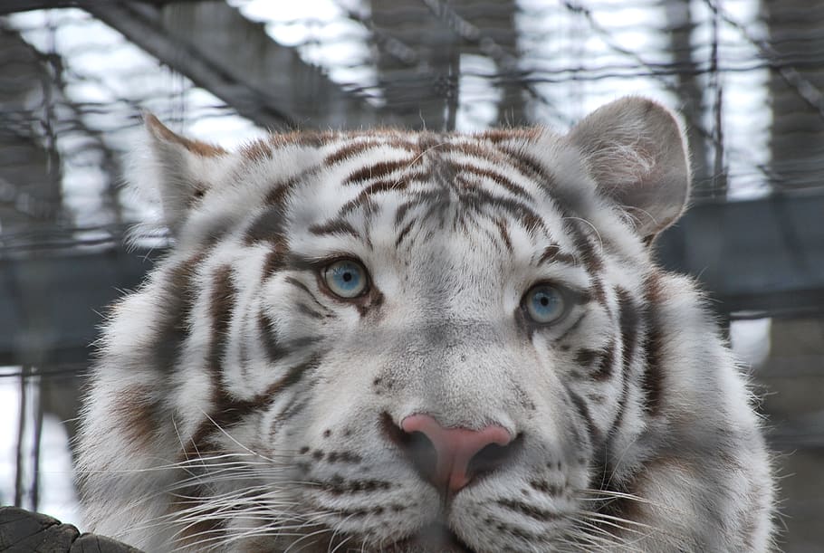 Laufendes Tiger Hintergrundbild HD