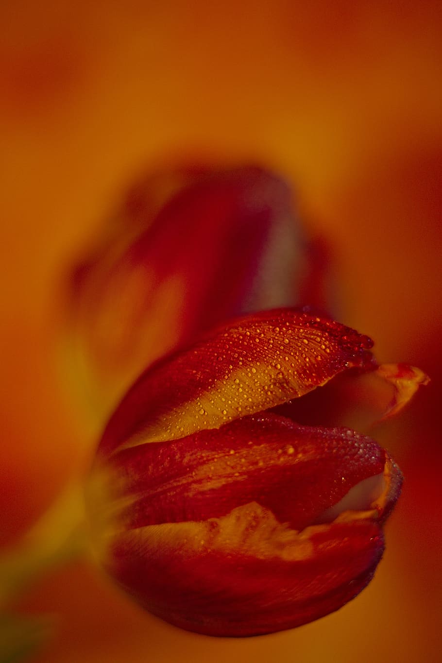 red, orange, tulips, drip, yellow, sun, nature, color, abstract, HD wallpaper