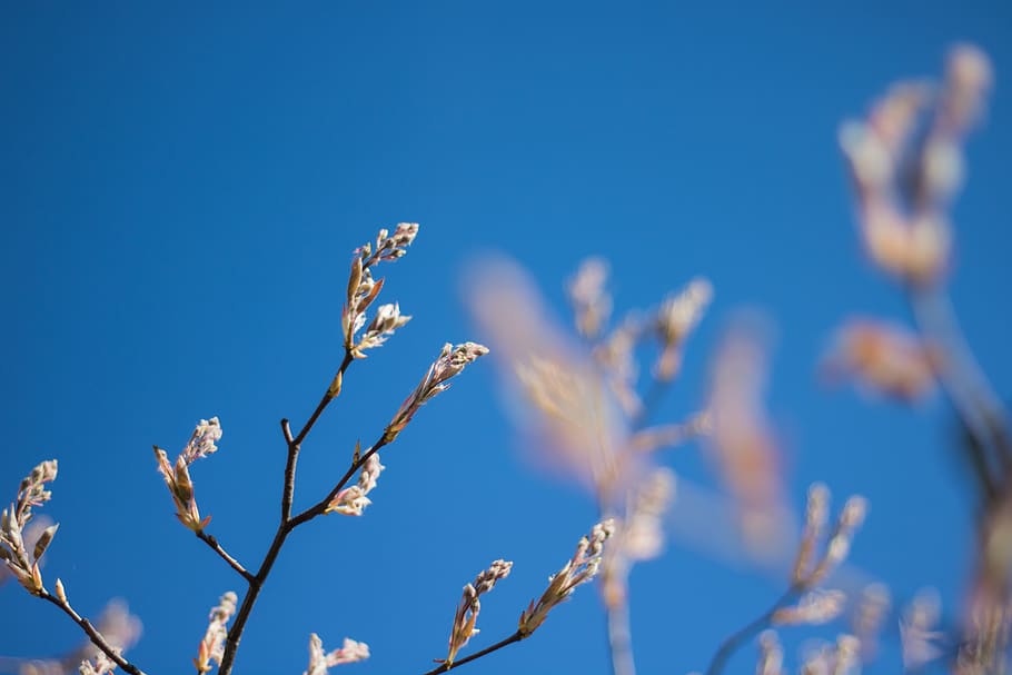 germany, telgte, sky, simple, bud, tree, summer, blur, pink HD wallpaper