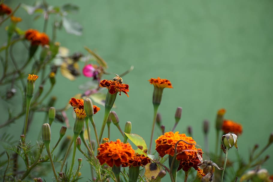 flower, flora, nature, leaf, outdoors, garden, floral, summer HD wallpaper