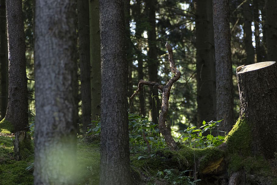 Photography of Trees, environment, forest, growth, idyllic, landscape HD wallpaper