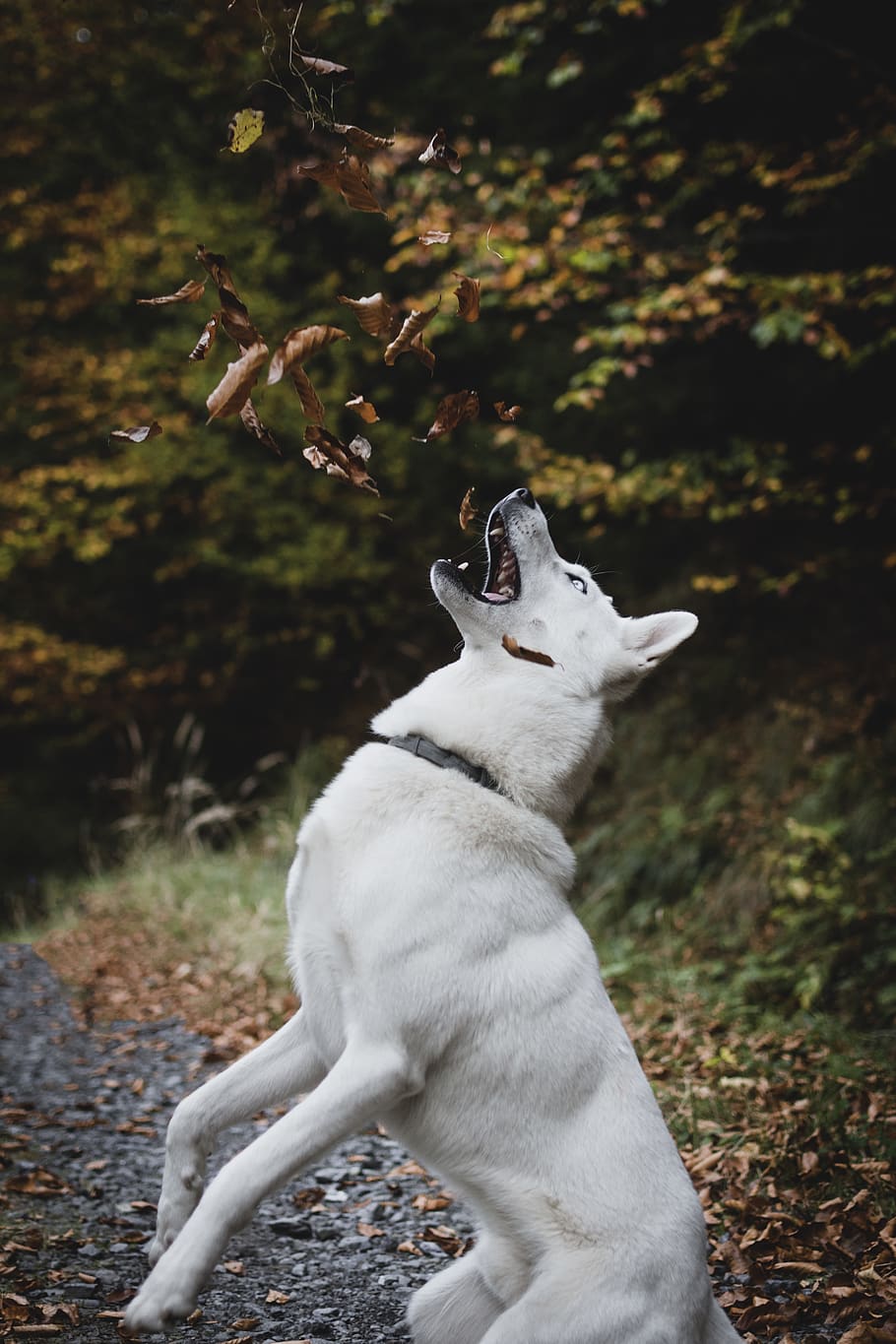 short-coated white dog, one animal, animal themes, mammal, vertebrate HD wallpaper