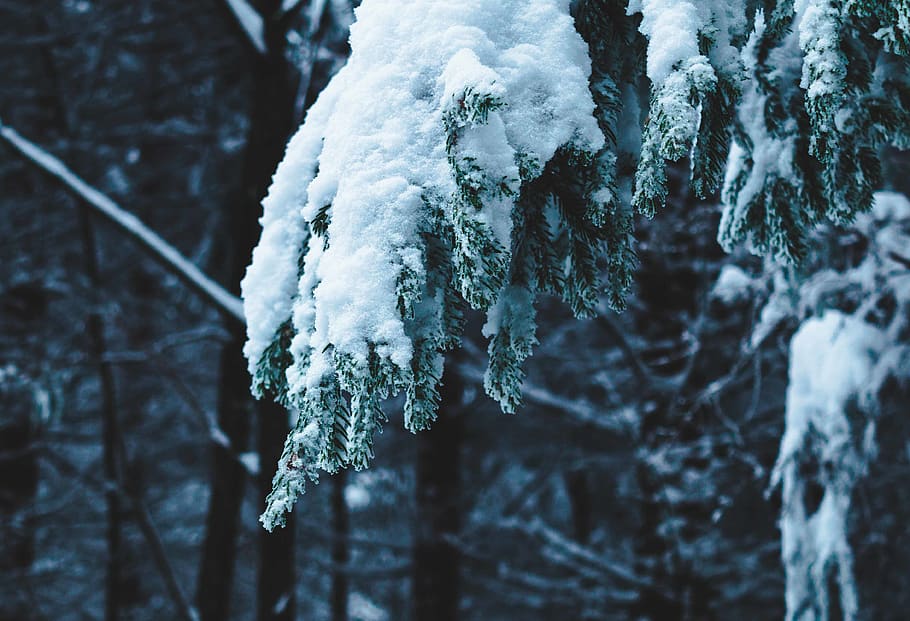 snow covered trees, cold temperature, winter, frozen, ice, plant HD wallpaper