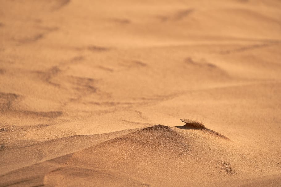 brown sand, soil, outdoors, nature, dune, animal, bird, desert HD wallpaper