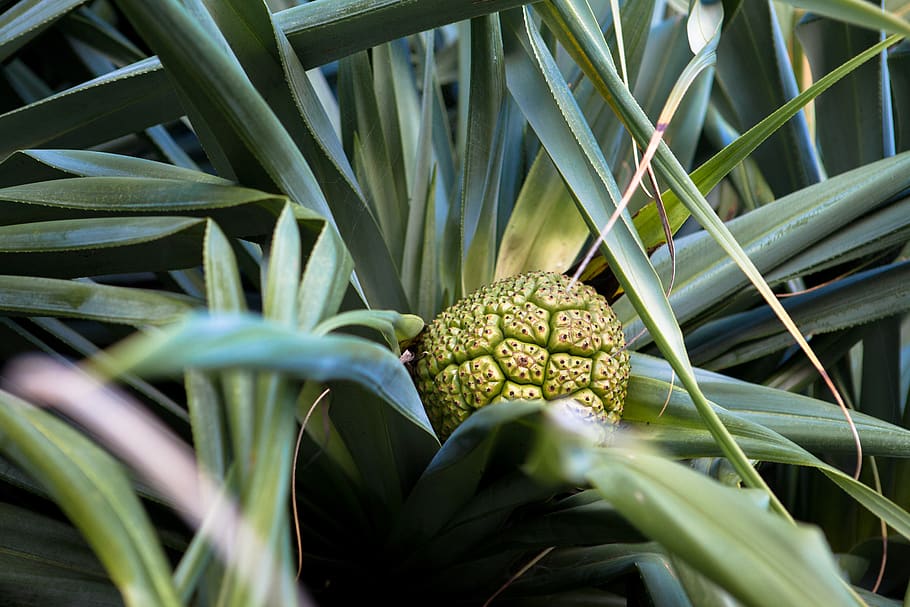 green fruit during daytime, plant, growth, green color, leaf HD wallpaper