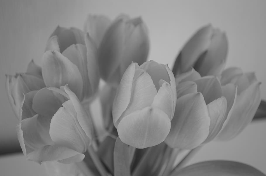 tulips, flowers, spring, black, white, flowering plant, vulnerability HD wallpaper