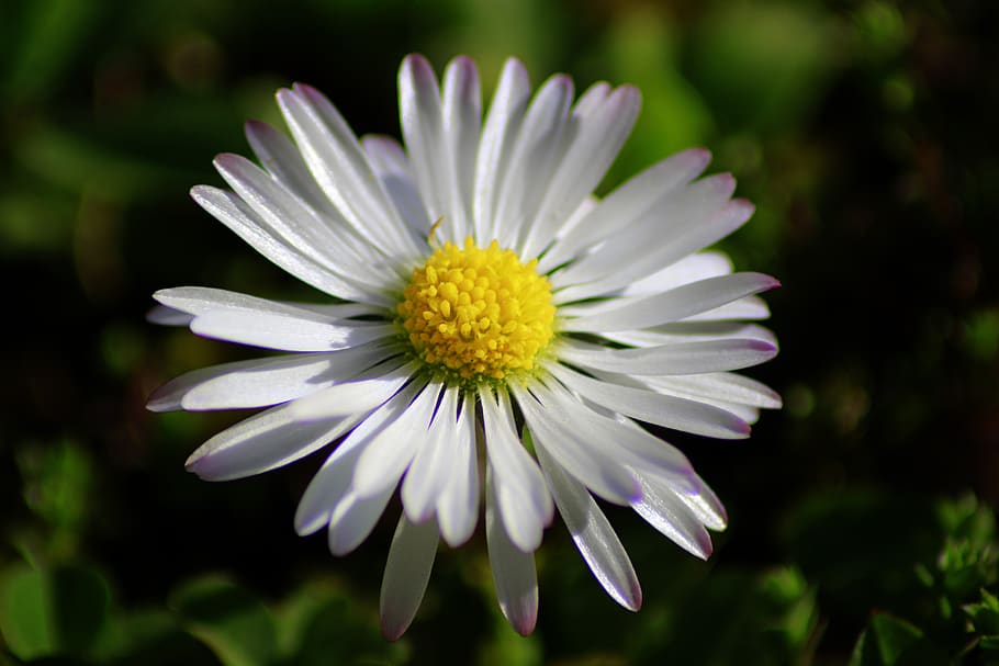 nature, flower, plant, spring, daisy, close up, grass, white blossom HD wallpaper