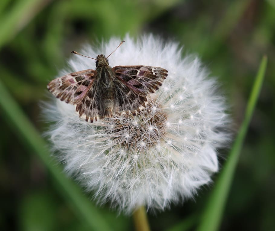 taraxacum, dandelion, seed head, flower, moth, seeds, plant, HD wallpaper