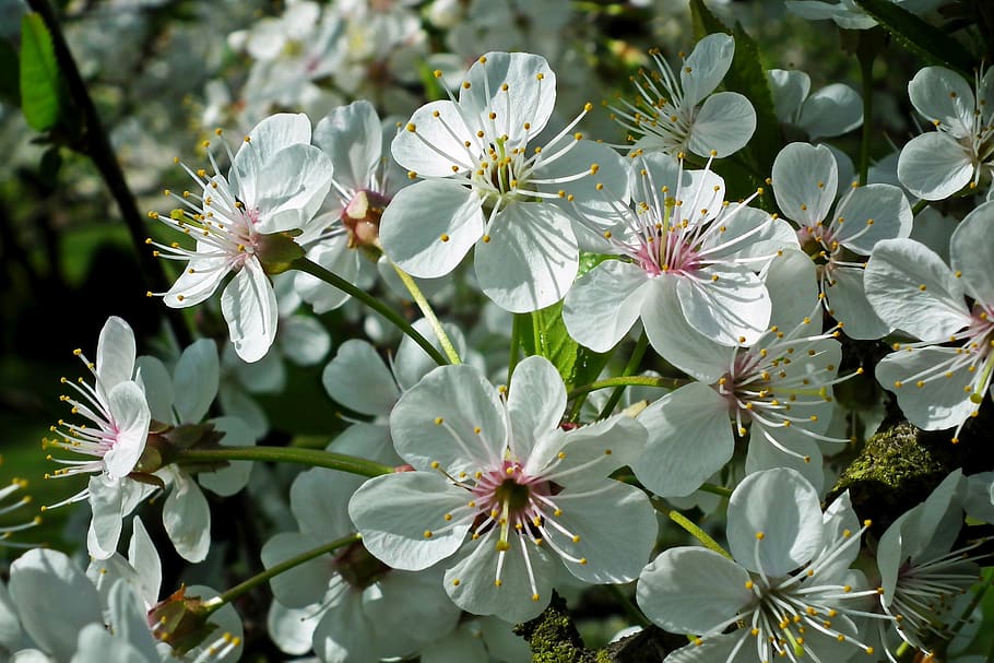 tree, fruit, cherry, flowers, nature, spring, blossoming, sprig HD wallpaper
