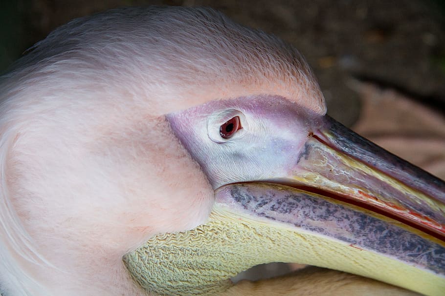 shallow focus photography of pelican head, bird, eye, face, beak HD wallpaper