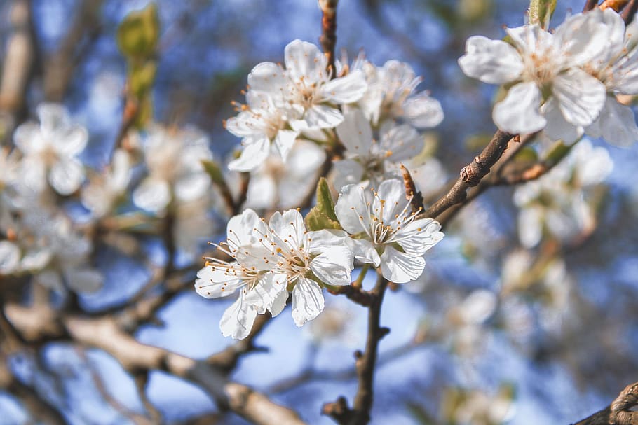 branch, chill, relax, white, flowers, summer, tree, nature HD wallpaper