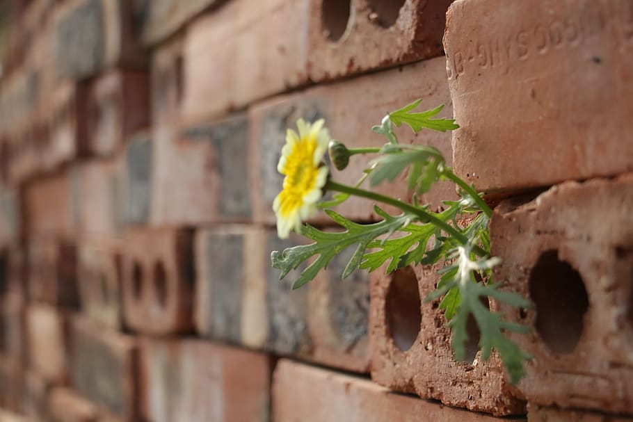 flower, brick, nature, plant, architecture, wall, brick wall HD wallpaper