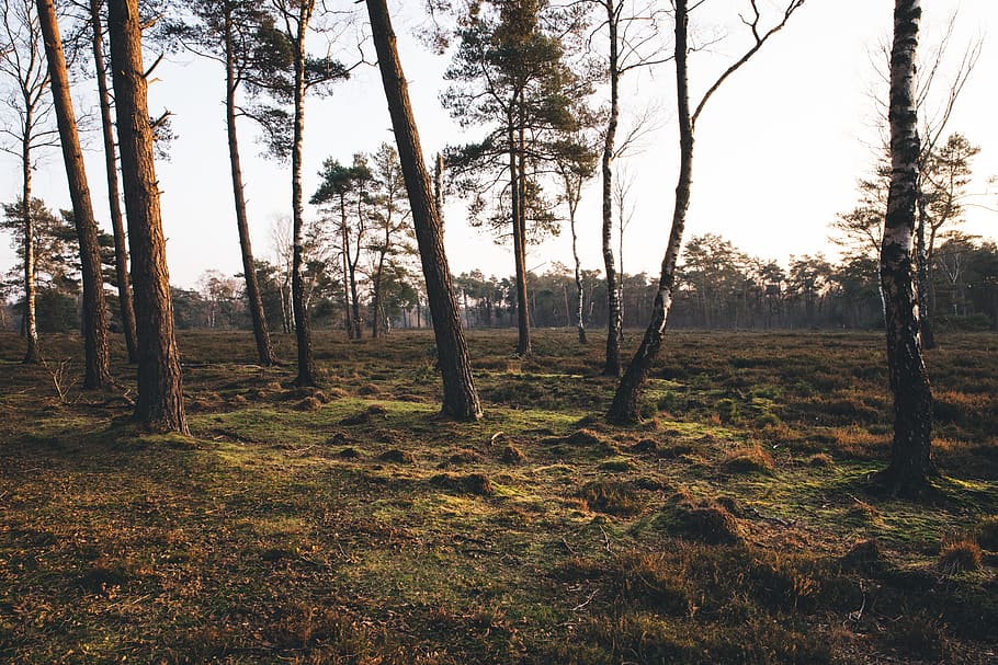 Scenic View of Forest , branches, dawn, daylight, environment HD wallpaper