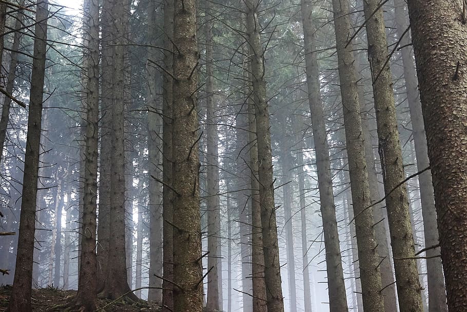 forest, light, trees, mood, sunlight, mystical, fog, trunk HD wallpaper