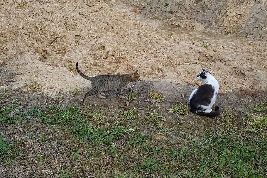 cats, pets, grass, cute, white, black, animal, nature, ground HD wallpaper