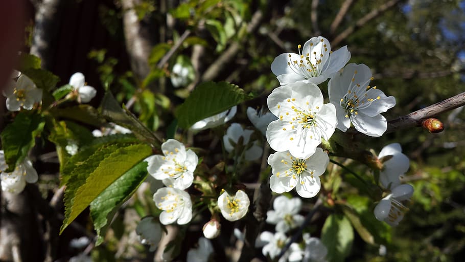 apple tree, flower, spring, white, flowers, flowering plant HD wallpaper