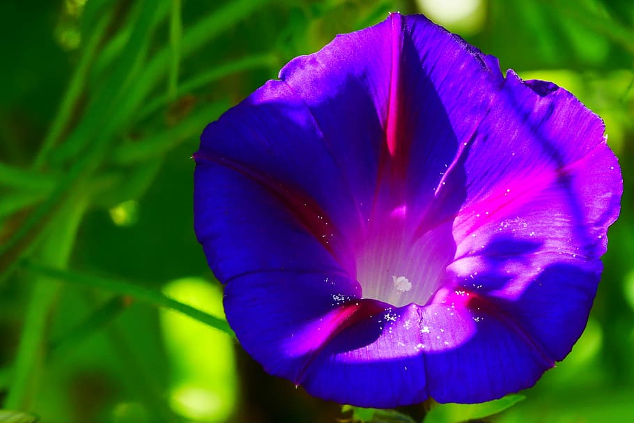 Funnel shaped flower of a Morning Glory plant., disambiguation, HD wallpaper