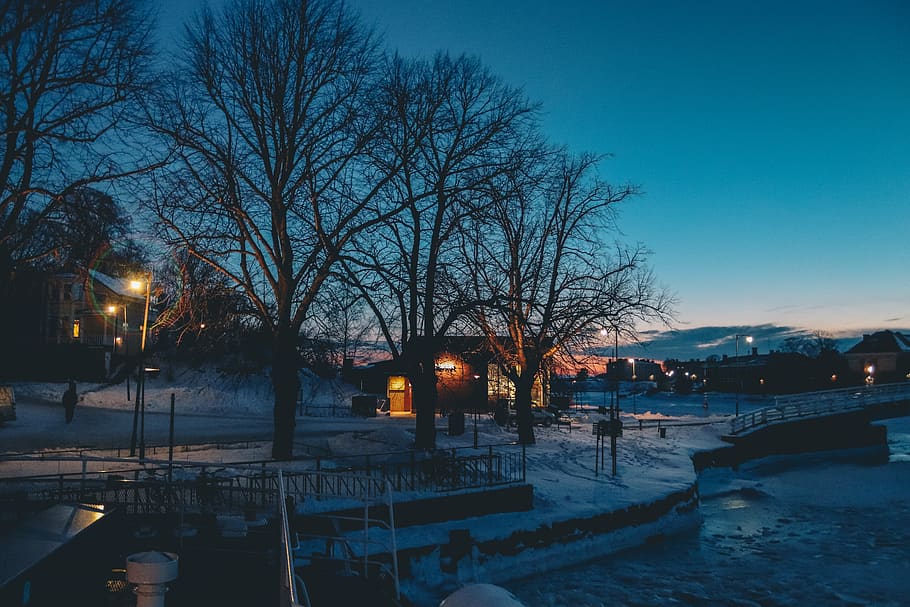tree, trees, lights, sunset, cold, winter, dark, snow, shadow HD wallpaper