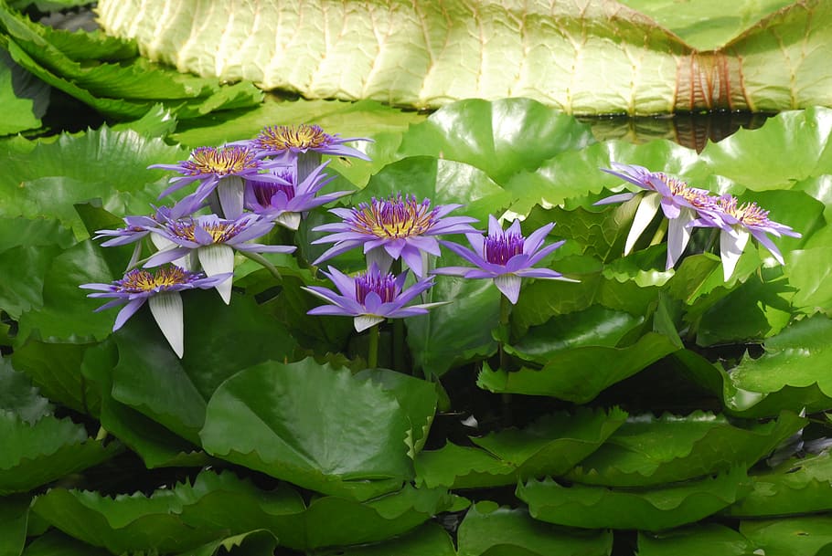 flower, plant, nature, leaf, petal, garden, botany, water lily HD wallpaper