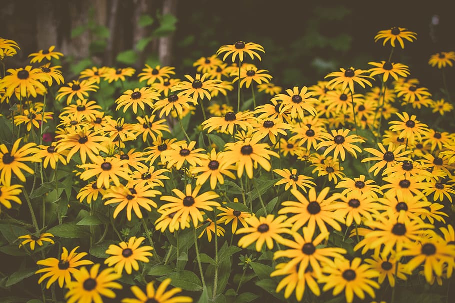 yellow daisy during daytime, plant, flower, blossom, daisies HD wallpaper