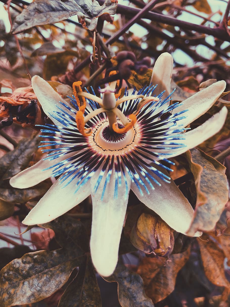 passionfruit, flower, exotic, flora, growth, plant, close-up HD wallpaper