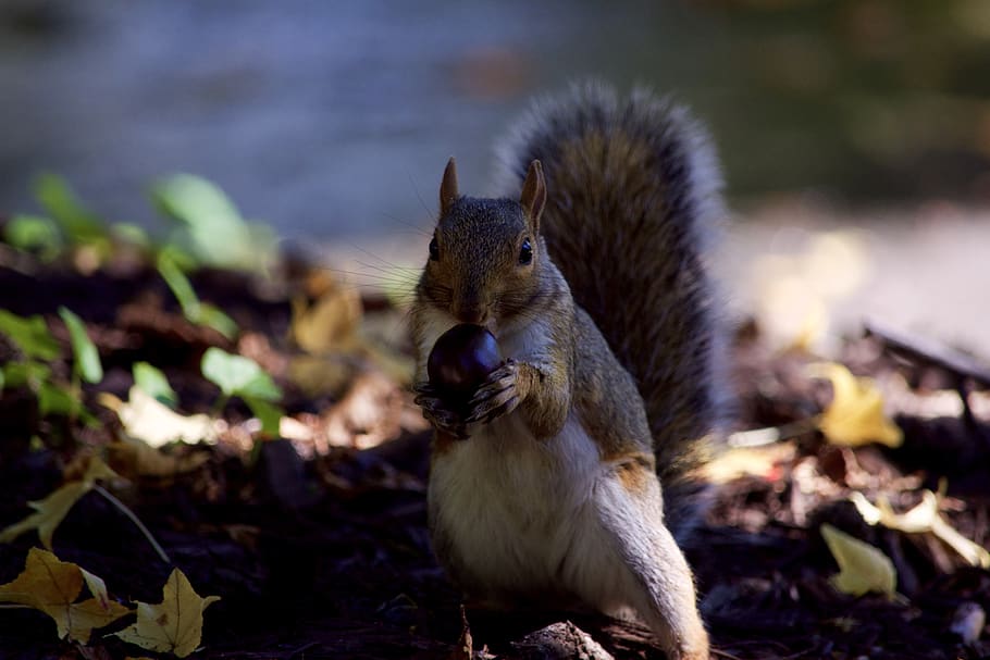 squirrel, animal, closeup, animal themes, focus on foreground HD wallpaper