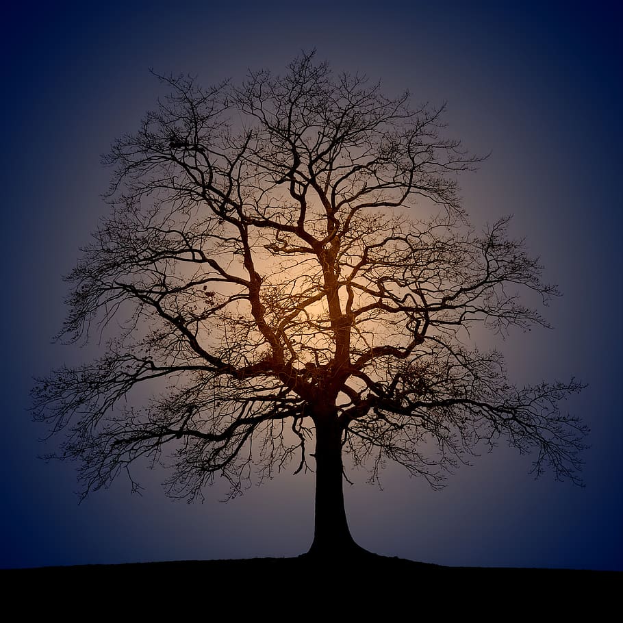 tree, silhouette, light, blue, orange, nature, sky, landscape HD wallpaper