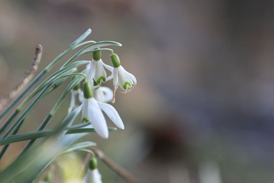 flowers, spring, water, nature, plant, flowering plant, beauty in nature HD wallpaper