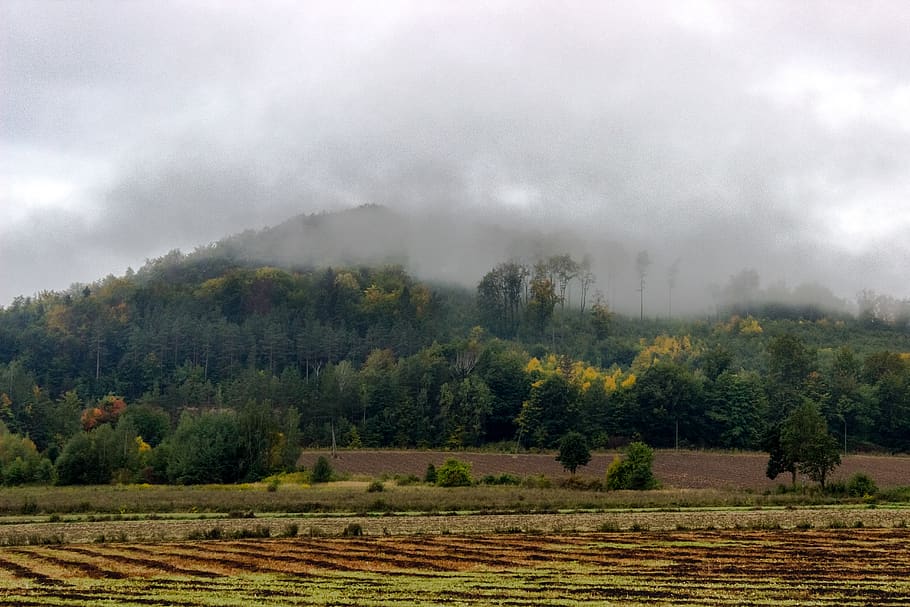 trees, forest, mist, fog, plant, landscape, environment, scenics - nature HD wallpaper