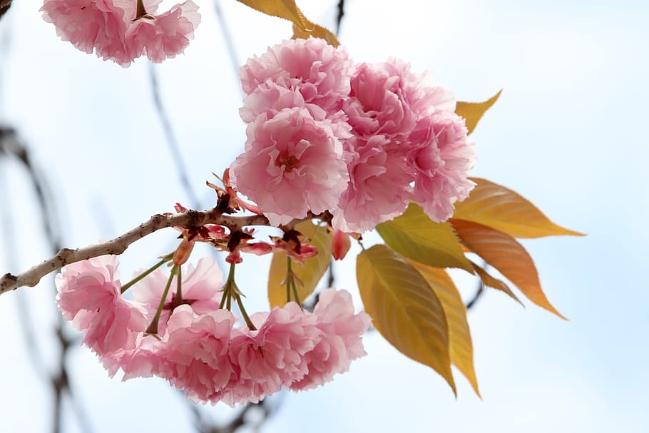 spring, spring flowers, nature, plants, season, garden, flowering HD wallpaper