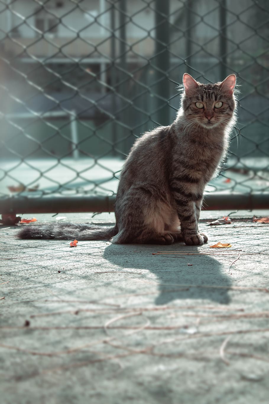Tabby Cat Sitting Next To Chain Link Fence, adorable, animal HD wallpaper