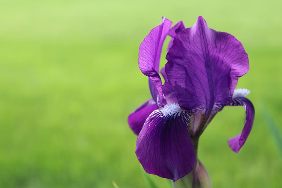 united states, albany, flowering plant, petal, freshness, fragility HD wallpaper