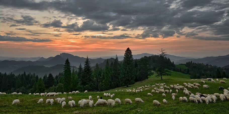 sunset, sheep, mountains, grazing, landscape, sky, clouds, twilight