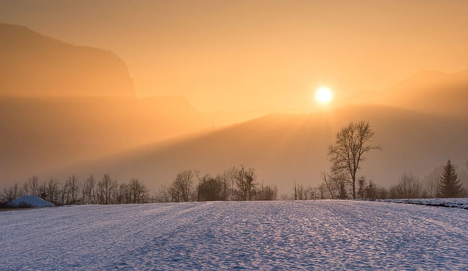 Snowfield and Golden Hour, background, beautiful, branches, bright HD wallpaper