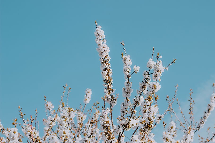 white sakura tree, sky, plant, growth, nature, beauty in nature HD wallpaper