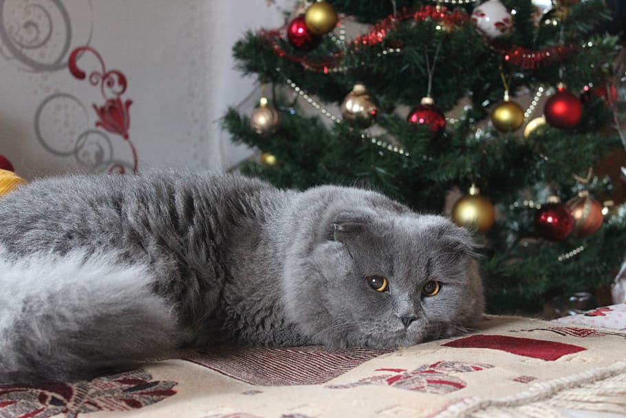 christmas, winter, snow, tree, celebration, cat, grey, mammal HD wallpaper