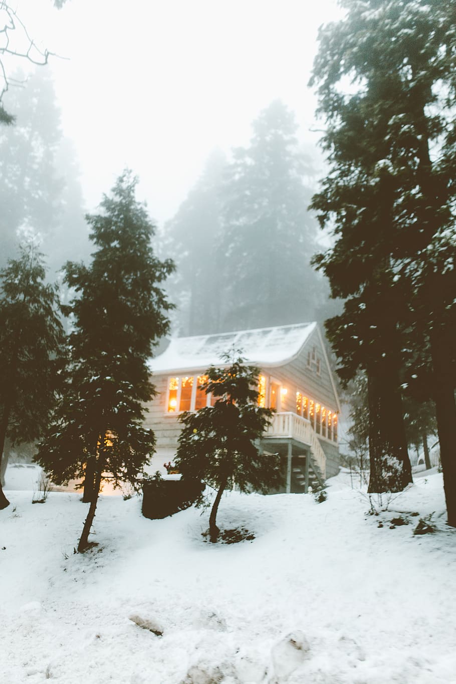 tree, mountain, fog, foggy, road tripping, in the wood, cabin in the wood