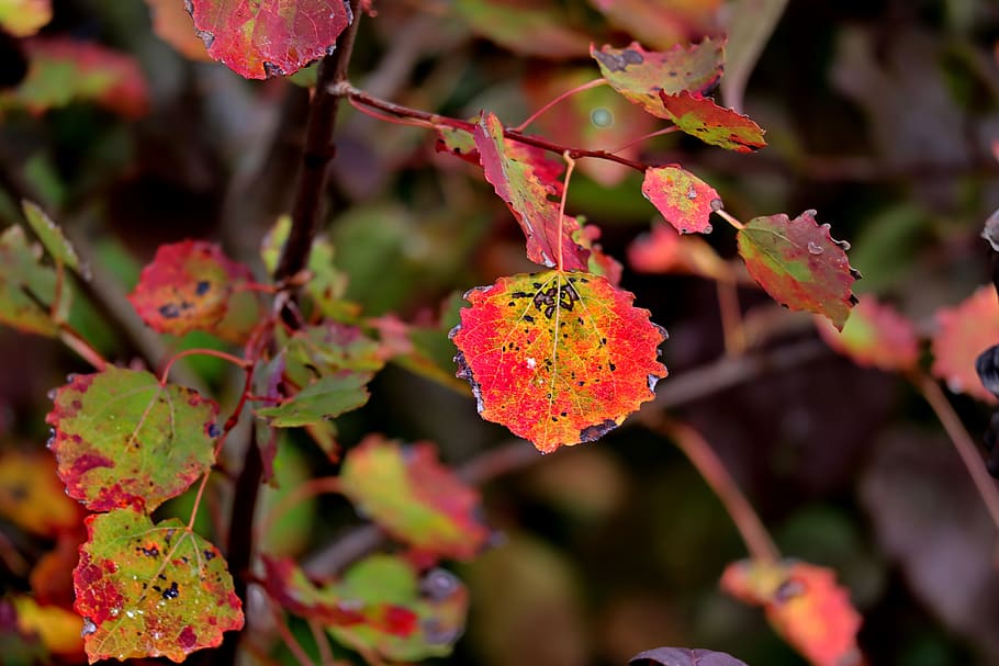 fall foliage, leaves, october, fall color, branch, plant, growth HD wallpaper