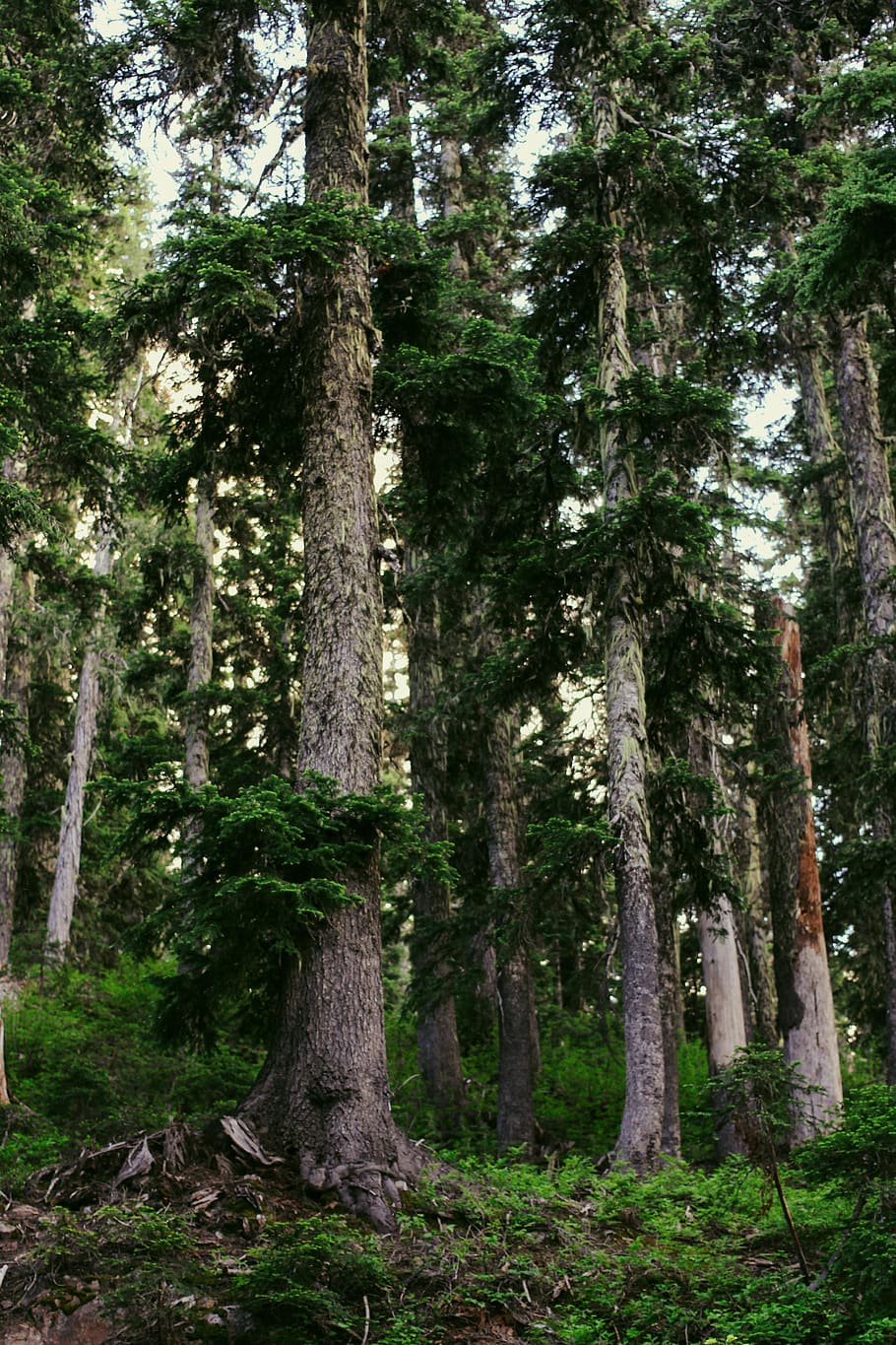 green forest during daytime, tree, outdoors, nature, united states HD wallpaper