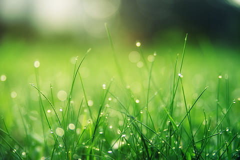 Closeup Photo of Green Grass Field, blade, dawn, dew, drop, environment HD wallpaper