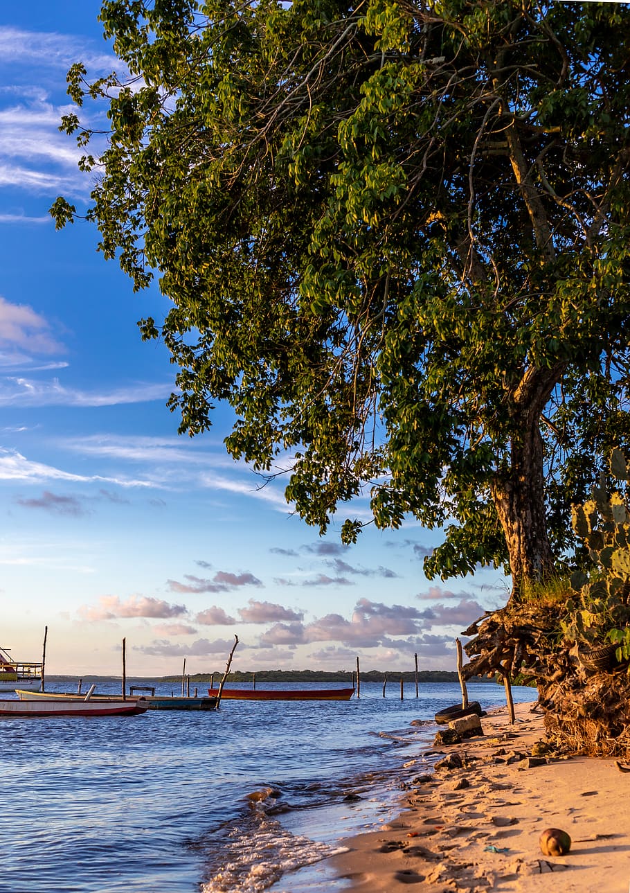 Boats on Sea Near Green Tree, beach, clouds, dawn, daylight, landscape HD wallpaper