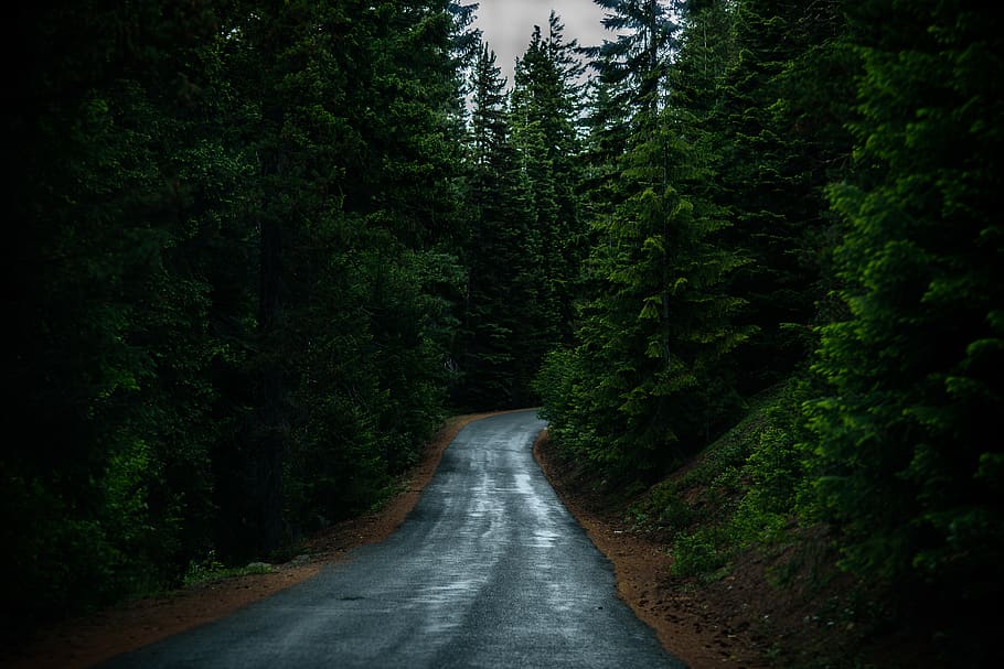 conifer, evergreen, forest, landscape, outdoors, road, scenic HD wallpaper