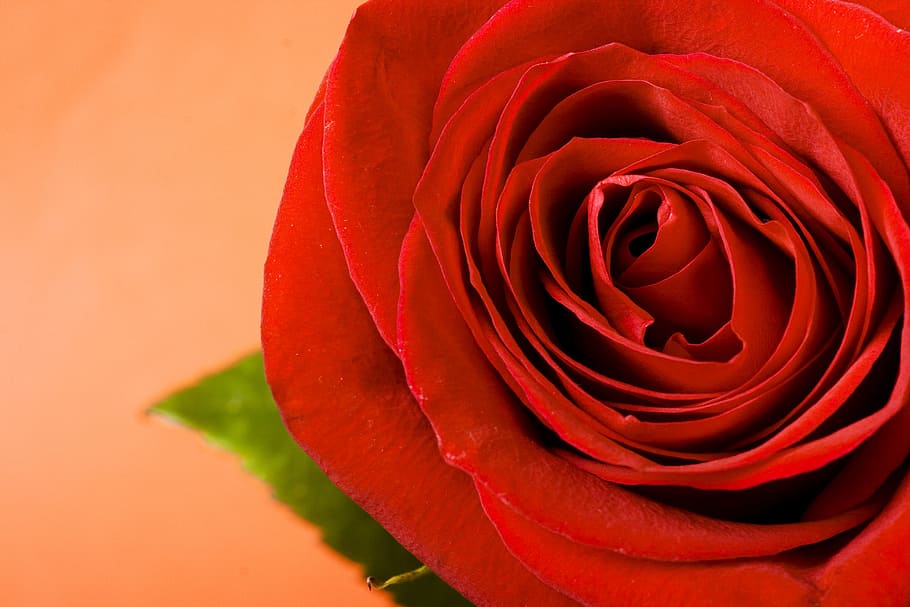 rose, red, stem, background, decoration, concept, closeup, green HD wallpaper