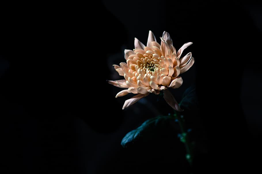 Peach Flower In Dark Photo, Flowers, flowering plant, beauty in nature HD wallpaper