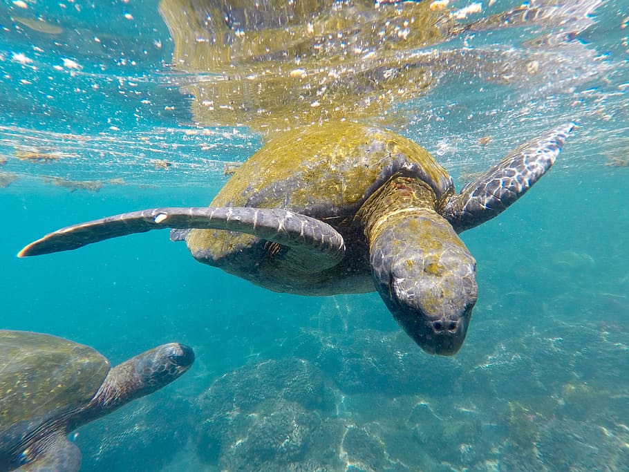 brown turtle under sea, water, swimming, underwater, animal wildlife HD wallpaper