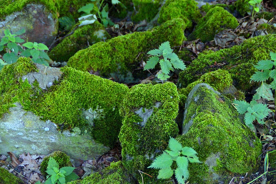 mystical, old, magic, haunting, stones, field stones, moss covered HD wallpaper