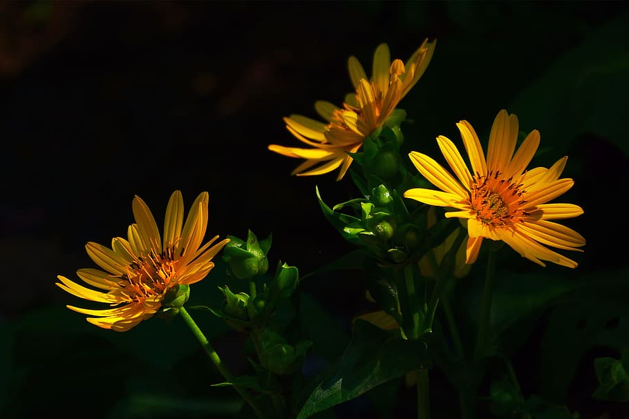 Golden Aster flowers bathed in partial sunlight while in shade.