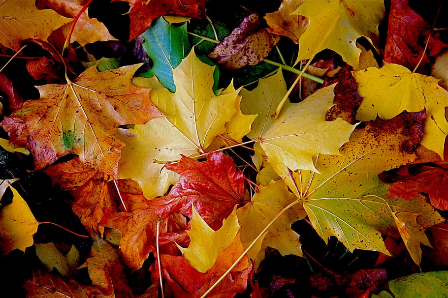 assorted-color leaf photo, plant, tree, maple, maple leaf, veins HD wallpaper
