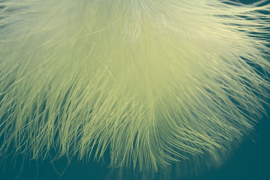 feather, spring, soft, nature, bird, silk, moist, no people HD wallpaper