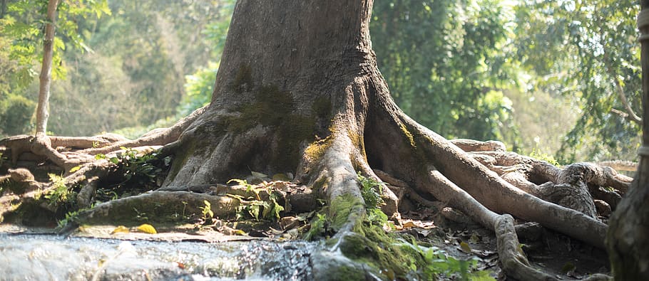 plant, root, tree, jungle, nature, oak, ground, pine, phigh HD wallpaper